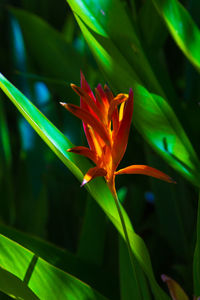 Close-up of orange flowering plant