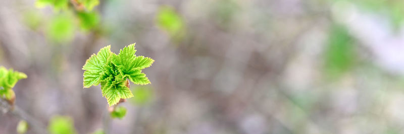 Close-up of plant growing on land