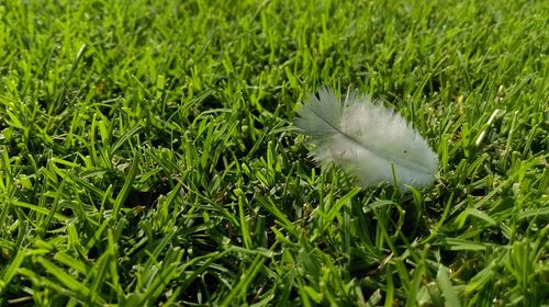 Close-up of bird on field