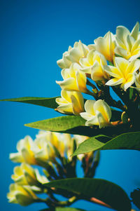 Close-up of yellow flowering plant against blue sky