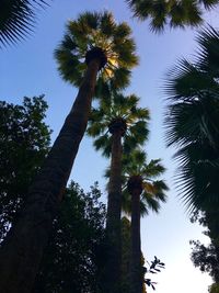 Low angle view of coconut palm trees against sky