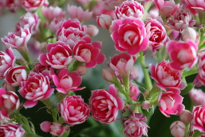 Close-up of pink flowering plants