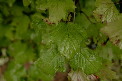 Close-up of green leaves