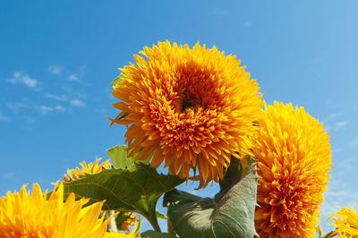 Close-up of yellow sunflower against sky