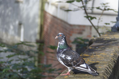 Close-up of bird perching outdoors