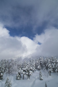 Trees on snow covered landscape against sky