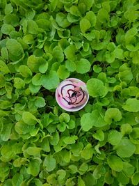 Plant growing in water