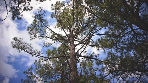 Low angle view of trees in forest