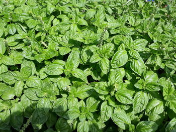 Full frame shot of fresh green leaves