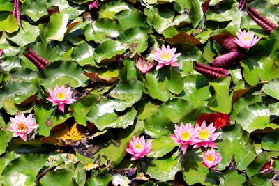 Full frame shot of pink lotus water lily in pond
