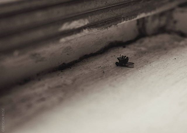 insect, animal themes, animals in the wild, one animal, wildlife, selective focus, close-up, spider, outdoors, day, wall - building feature, no people, high angle view, focus on foreground, dragonfly, nature, wood - material, full length, ant