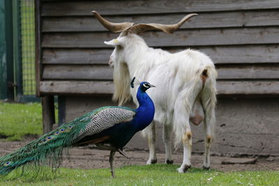 Peacock with goat on field against wall