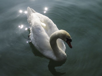 Close-up of swan swimming in lake