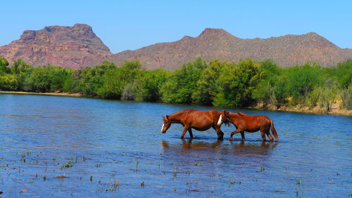 Horse in a lake against mountain range