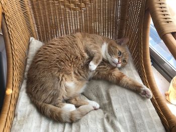 Cat relaxing on floor