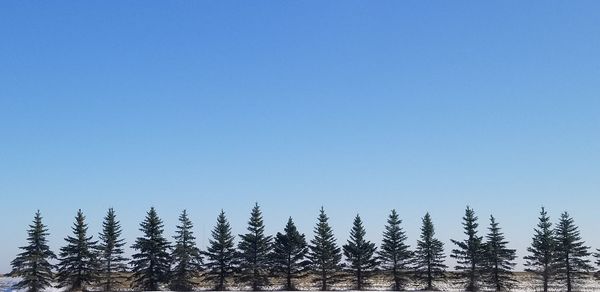 Low angle view of trees against clear blue sky