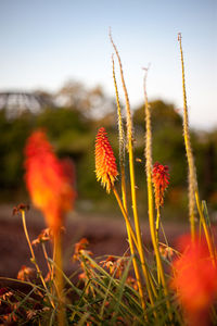 Close-up of orange flowering plant on field against sky