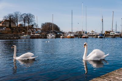 Birds in calm lake