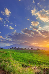 Panoramic view of the morning sunrise over beautiful green rice fields with blue mountains