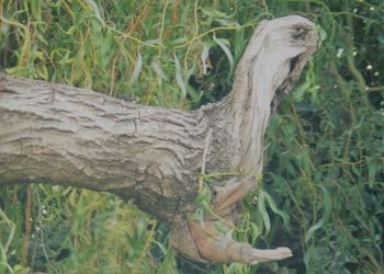 Close-up of lizard on field