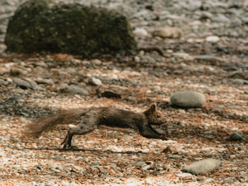 Close-up of insect on rock