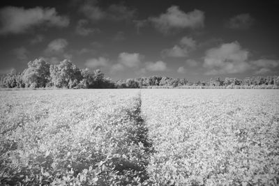 Scenic view of field against sky