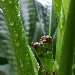 Close-up of plant