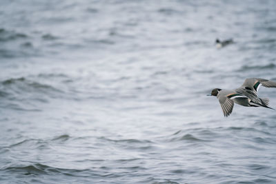 Seagulls flying over sea