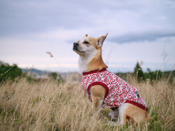 View of a dog on landscape