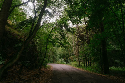Empty road along trees in forest