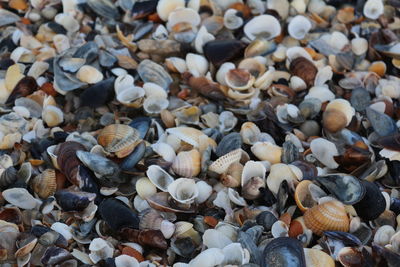 Full frame shot of variety of seashells