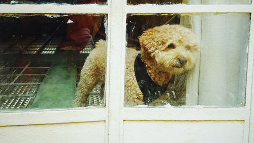 Dog looking through window