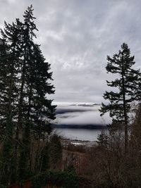 Pine trees by lake against sky