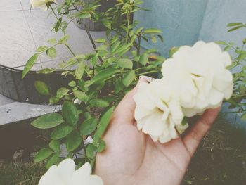 Close-up of hand holding white flower