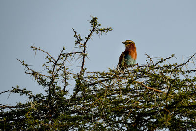 Low angle view of bird perching on tree against sky