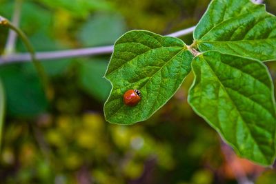 Close-up of ladybug on leaf