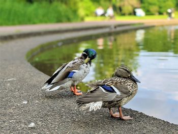 Ducks by the pond in maxwell park