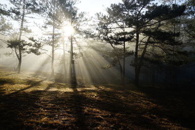 Sunlight streaming through trees in forest