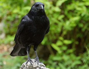 Beautiful black crow standing on a rock