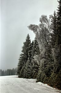 Trees on snow covered landscape against sky