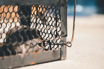 Close-up of snake in cage