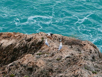 High angle view of seagull on rock by sea