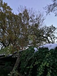 Low angle view of trees against sky