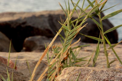 Close-up of rock by sea