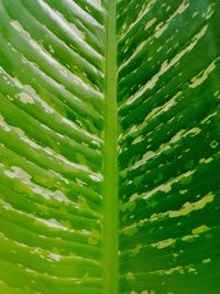 Full frame shot of succulent plant leaves