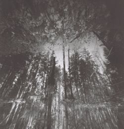 Low angle view of trees in forest
