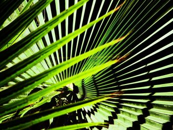 Close-up of palm tree leaves