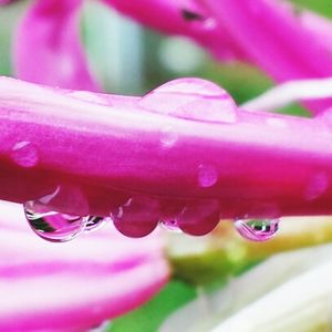 Close-up of water drops on pink flower