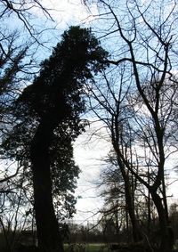 Low angle view of bare trees in forest