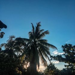 Low angle view of palm trees against clear blue sky